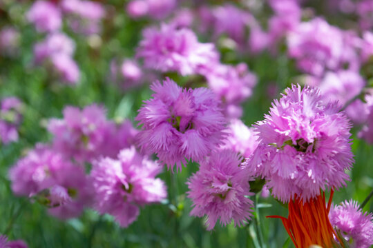 Dianthus plumarius L., Feathered pink, flower background