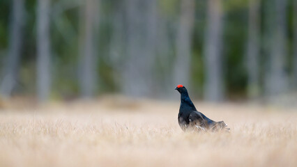 Black grouse (Lyrurus tetrix) at lek