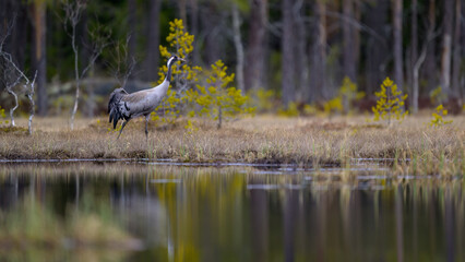 Common crane (Grus grus) in forest in spring