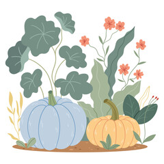 Pumpkins grow in a flower bed. Harvest, autumn, Thanksgiving.