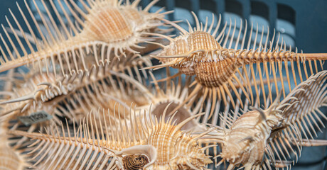 shells, nautical, ocean, wheel, beach