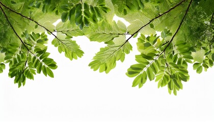 Fototapeta premium tree leaves isolated on transparent background green leaves
