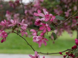 Purple apple tree, blooming flowers on a branch with drops of rain