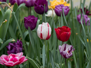Tulips, flowers of different colors in a natural environment against a green background, spring ornamental plants