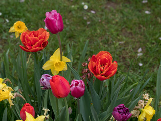 daffodils and tulips, flowers of different colors in a natural environment on a green background, spring ornamental plants with rain drops