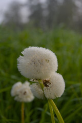 Awaken your senses with this close-up of a puffy flower, softly illuminated by early morning light...