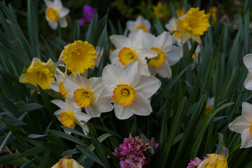 Obraz premium Discover vibrant daffodils in full bloom! Bold yellow and white petals with subtle orange centers exude cheerful spring energy—a burst of garden elegance.