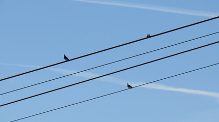 Birds Sitting on Power Lines Against Clear Blue Sky with Contrails