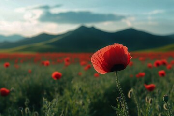 Vibrant Poppy Field Blooms Under a Clear Sky in the Countryside at Sunset