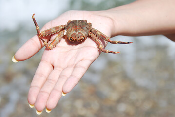 A small crab with spiky legs is held in an open human hand near the water, with natural sunlight...