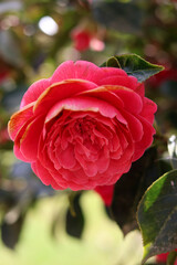 Macro de flor de camelia rosa con hojas verdes al fondo 