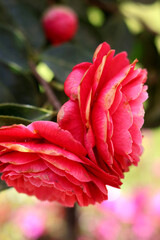 Macro de dos flores de camelia rosas con hojas verdes
