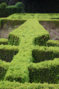 Detalle de seto verde con forma de flecha en jard&iacute;n 