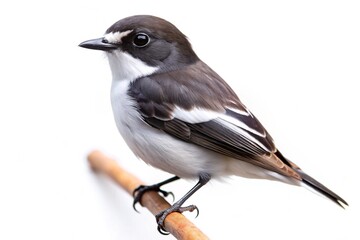 Fototapeta premium little pied flycatcher isolated on white background