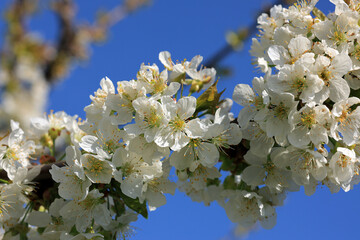 A cherry tree adorned with clusters of white blossoms thrives in early spring. The vibrant flowers contrast beautifully with the bright blue sky, highlighting nature's renewal