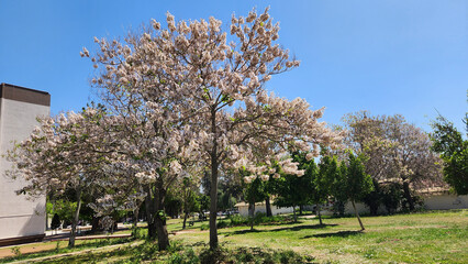 Fototapeta premium The large-leaved Paulownia (Paulownia tomentosa) is a striking ornamental tree that commands attention in gardens and parks during spring with its vibrant presence and beauty.