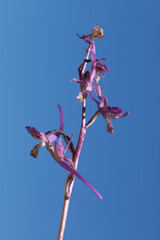 Orchis anatolica, or the Anatolian Orchid, is a captivating mountain beauty that graces the late spring with its charm, remaining stunning even as the season fades.