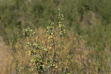 Scorpion Senna (Hippocrepis emerus) concludes its flowering season with vibrant blossoms fading...
