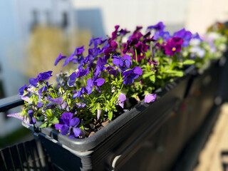 Beautiful bright viola cornuta pansy flowers in vibrant purple violet color in flower pot hanging on the balcony fence, spring beautiful balcony flowers high angle view