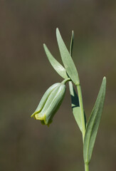 Fritillaria glaucoviridis, a subspecies of Fritillaria alfredae, is known as Yaşlâle in Turkish, meaning 