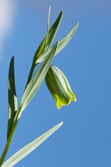 Fritillaria glaucoviridis, a subspecies of Fritillaria alfredae, is known as Yaşlâle in Turkish, meaning 