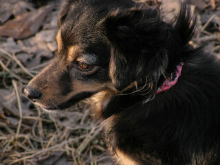 Portrait of a small black dog