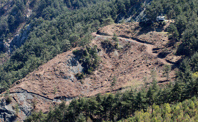 Forest management in a red pine (Pinus brutia) woodland involves regeneration and logging practices to sustainably produce timber while maintaining ecological balance.