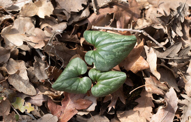 Cyclamen coum, a winter-flowering perennial, thrives in woodland settings, often growing among dry oak leaves. Its heart-shaped, dark green foliage.