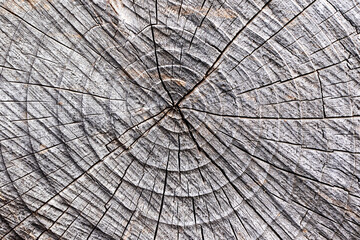 Fototapeta premium The circled texture of a cut Lebanon cedar (Cedrus libani), also known as Taurus cedar