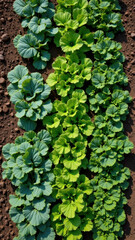 Close-up of assorted leafy greens planted in a garden, showcasing natural agriculture or permaculture practices.