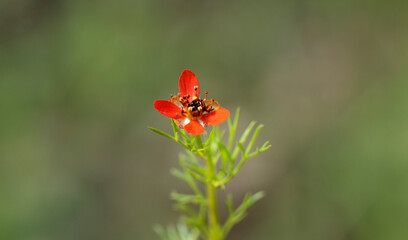 Adonis microcarpa is commonly known as small-fruited pheasant's eye, pheasant's eye, and red chamomile