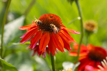 Horizontal banner of a Macro of two Busy honey bees extracting pollen from a Flamenco Orange Echinacea coneflower on a warm summer day against a bokeh background.