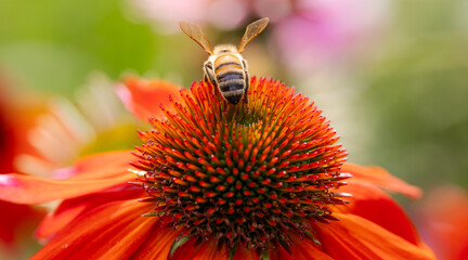 Horizontal banner of a Macro of a Busy honey bee extracting pollen from a Flamenco Orange Echinacea...