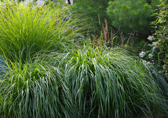Dazzling Pennisetum alopecuroides, Red Head fountain grass has snazzy bottlebrush plumes highlighted by the early dusk light protecting the goth garden from unwanted visitors