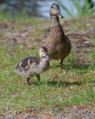 Female mallard duck and her teenage chick
