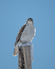 Ferruginous Hawk sitting on a snow covered pole