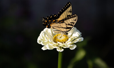 A horizontal macro photo of a perfectly lit beautiful female Papilio glaucus, eastern tiger swallowtail, seeking nectar from a zinnia on a beautiful sunlit summer day.