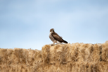 Young red-tailed hawk sitting on hay