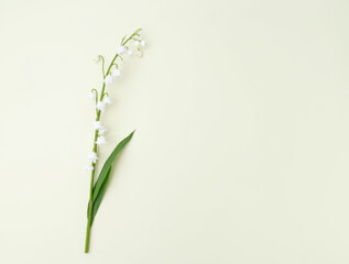 Minimalist composition of a single lily of the valley stem with a few white bells and green leaf on a plain light background