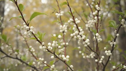 Cherry blossoms in full bloom, signifying the arrival of spring. A close-up view focusing on the delicate petals and lush green foliage.