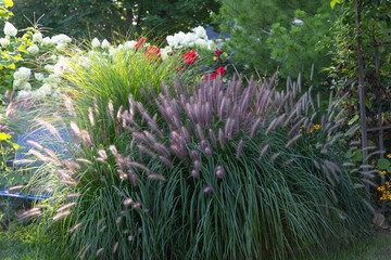 Dazzling Pennisetum alopecuroides, Red Head fountain grass has snazzy bottlebrush plumes...