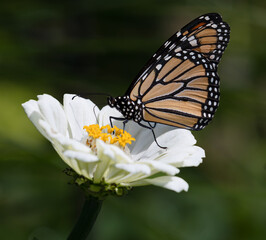 A horizontal macro photo of a perfectly lit beautiful orange and black striped monarch drinking nectar from a white zinnia on a beautiful sunlit summer day.