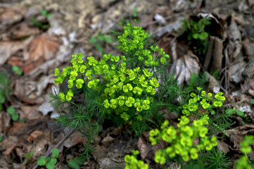 Flowers of a wild toxic plant Euphorbia cyparissias or cypress spurge.