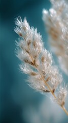 Close-up of Soft White Grass Against a Blurred Blue Background