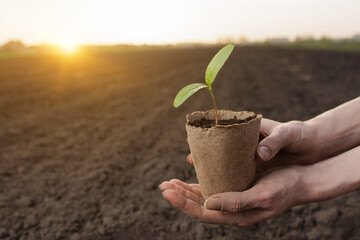Hands hold a small seedling in eco pot over soil at sunrise, representing sustainability and growth.