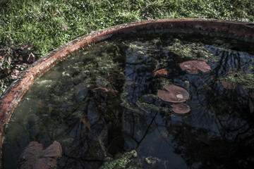 Pot with aquatic plants in a botanical garden