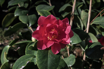 Red Camellia flowers blooming in a botanical garden