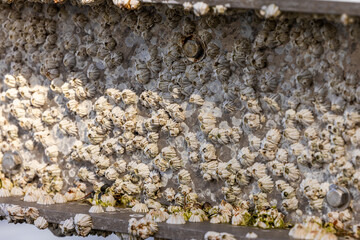 Barnacles Encrusted on Metal Surface in BC, Canada Coastal Environment