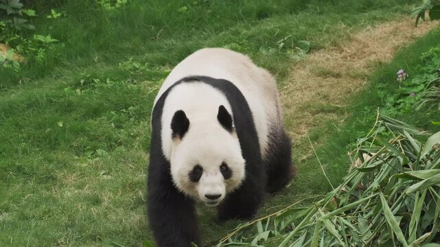 Cute giant panda bear walking on grass, 4k