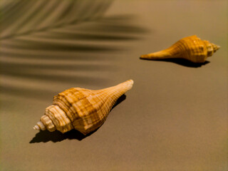 sea shell on brown background